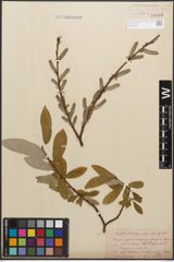 Foto von Salix caprea L. x Salix purpurea L.